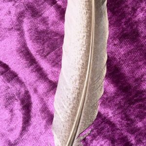 🪶 Sacred Feather – symbool van lucht, licht & bewustzijn