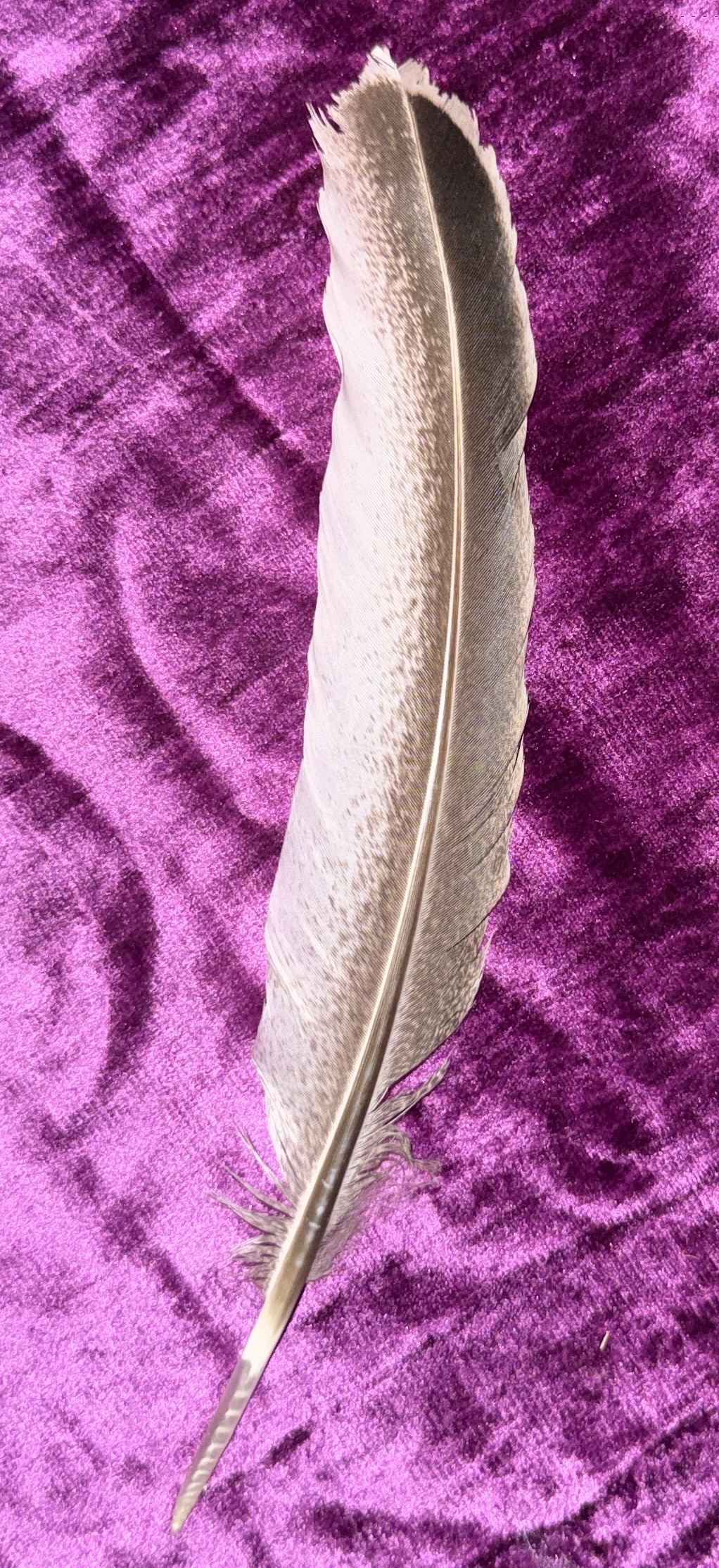 🪶 Sacred Feather – symbool van lucht, licht & bewustzijn